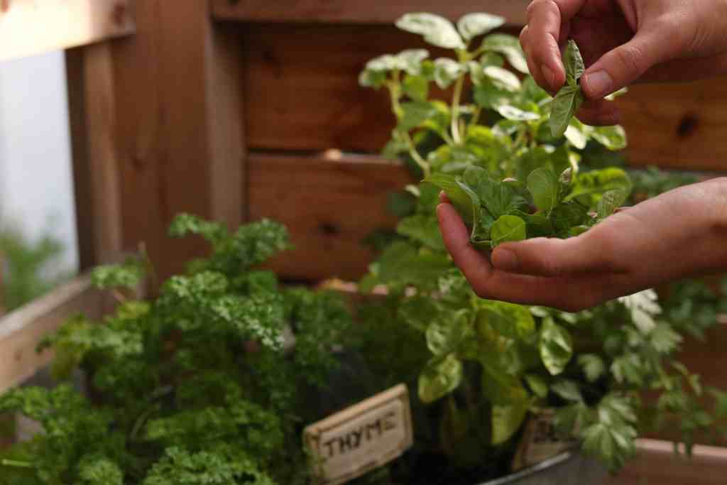 sweet lizzy herb garden